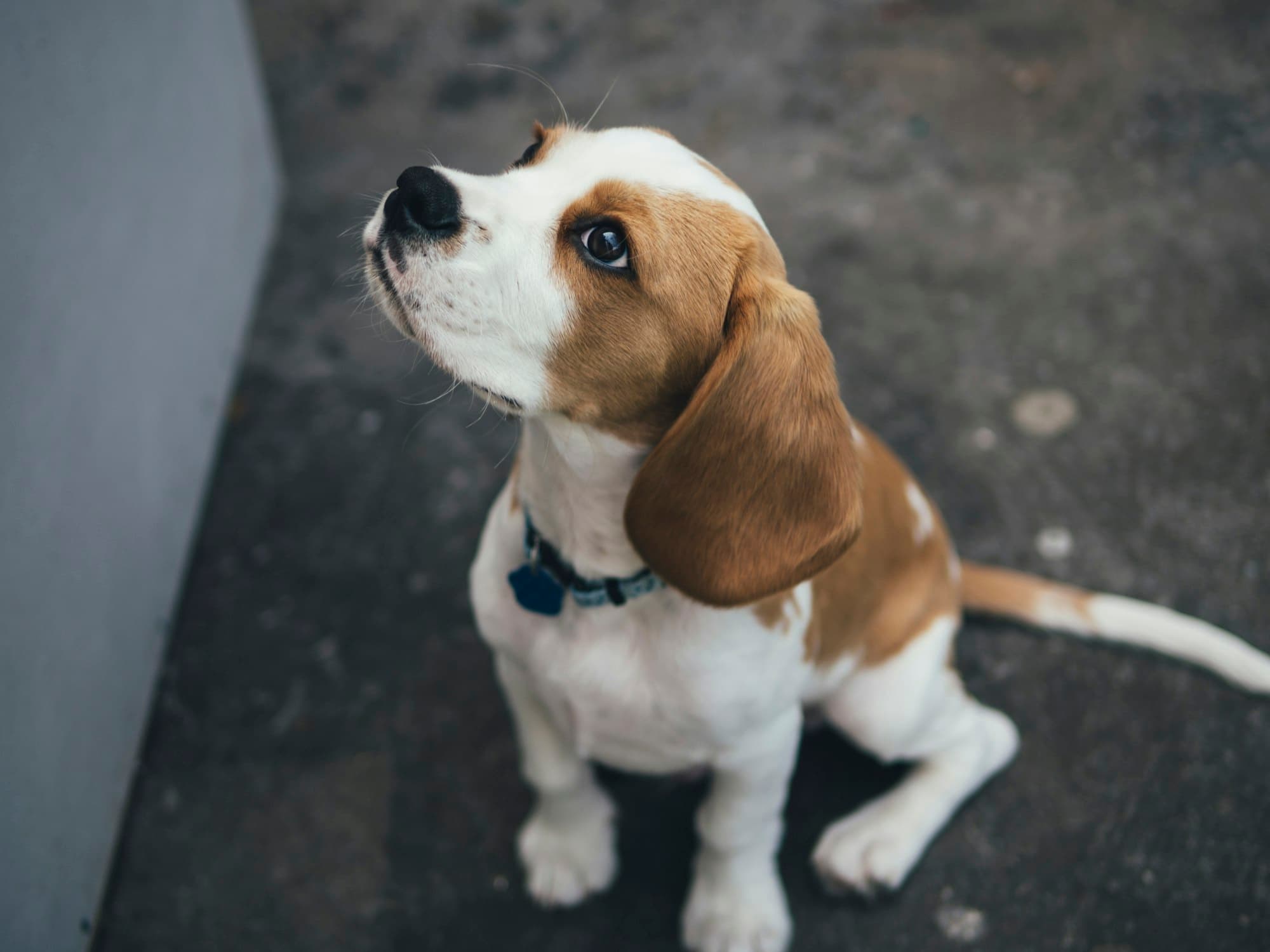 Beagle portrait example