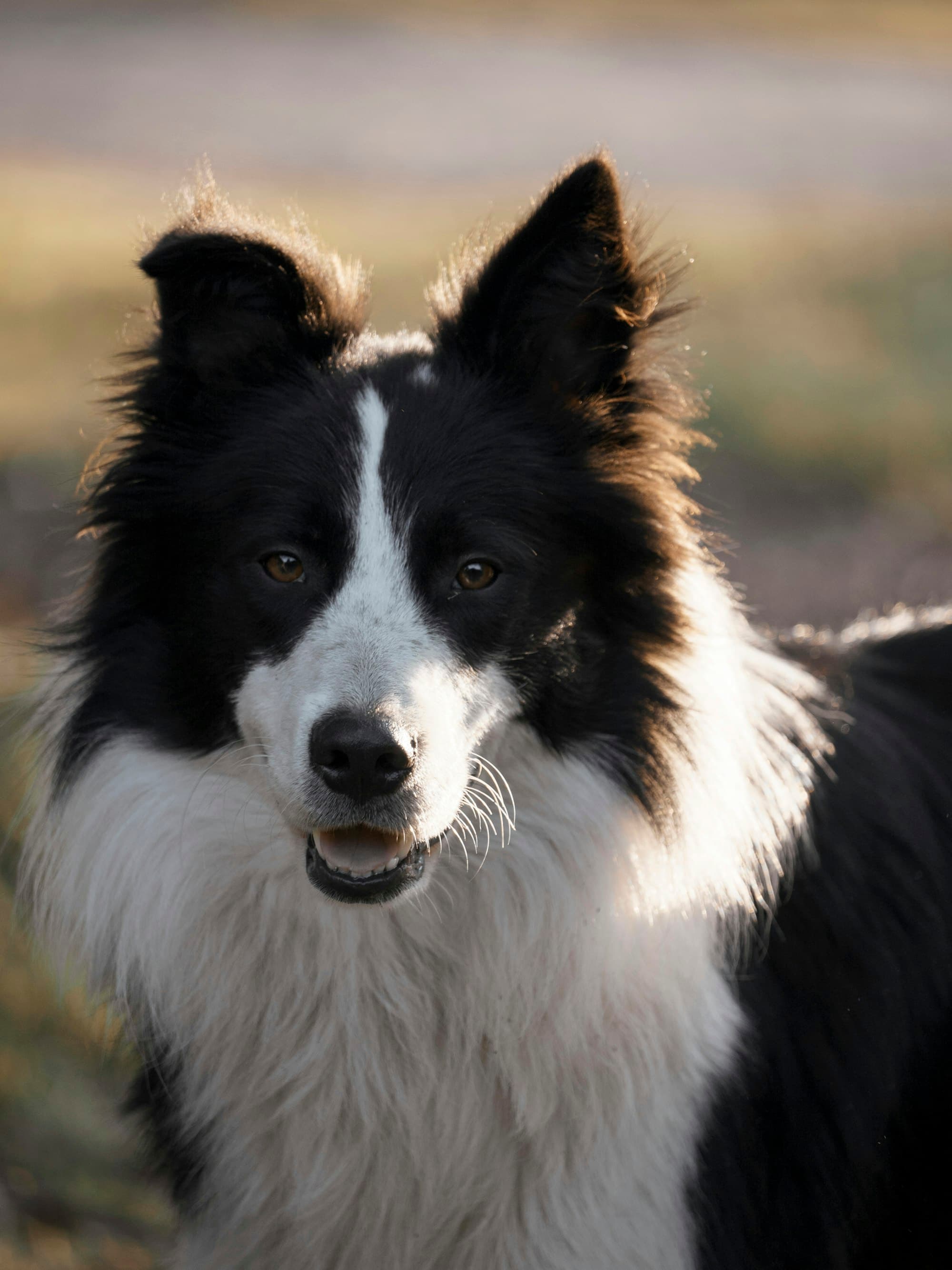 Border Collie portrait example