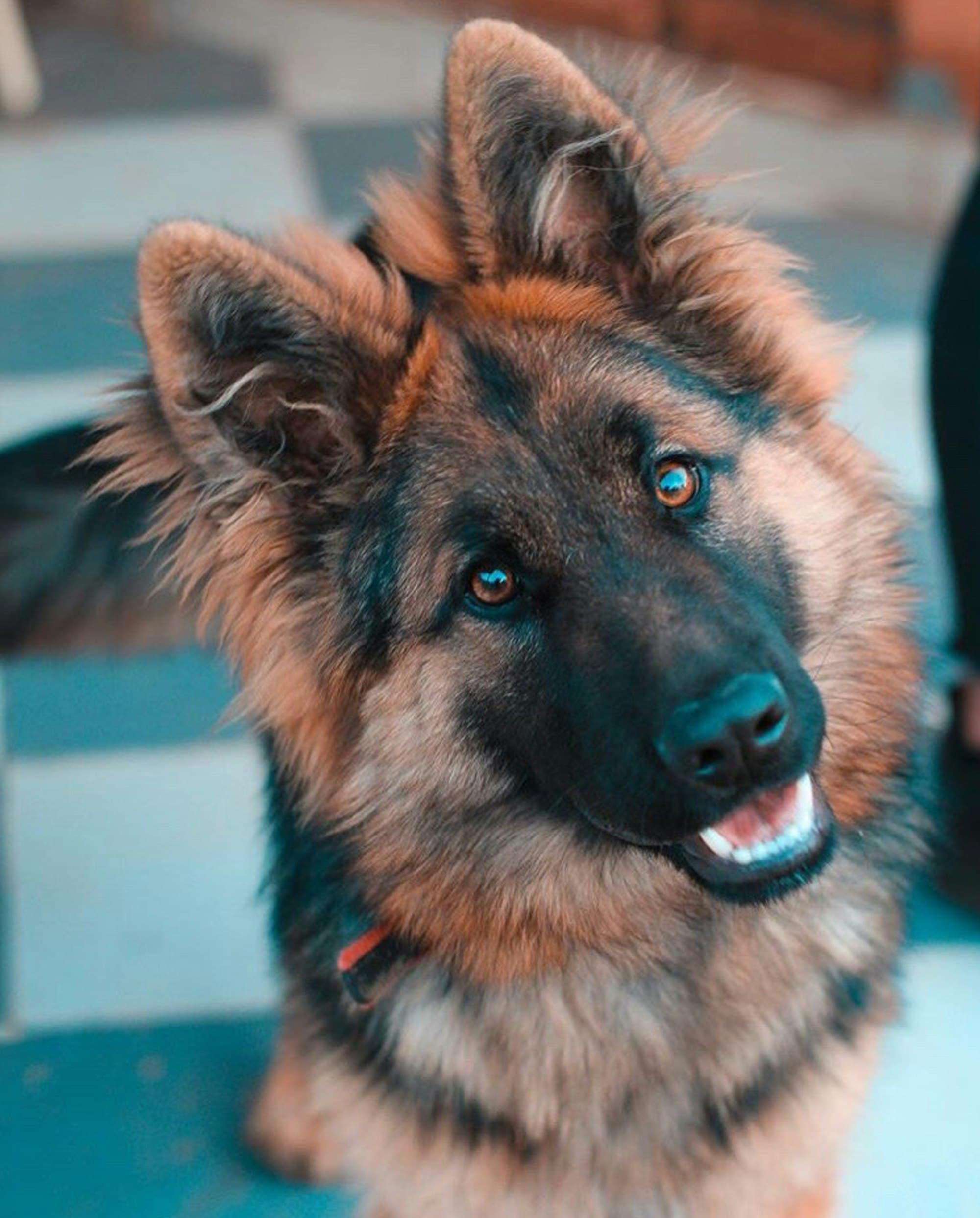 German Shepherd portrait example