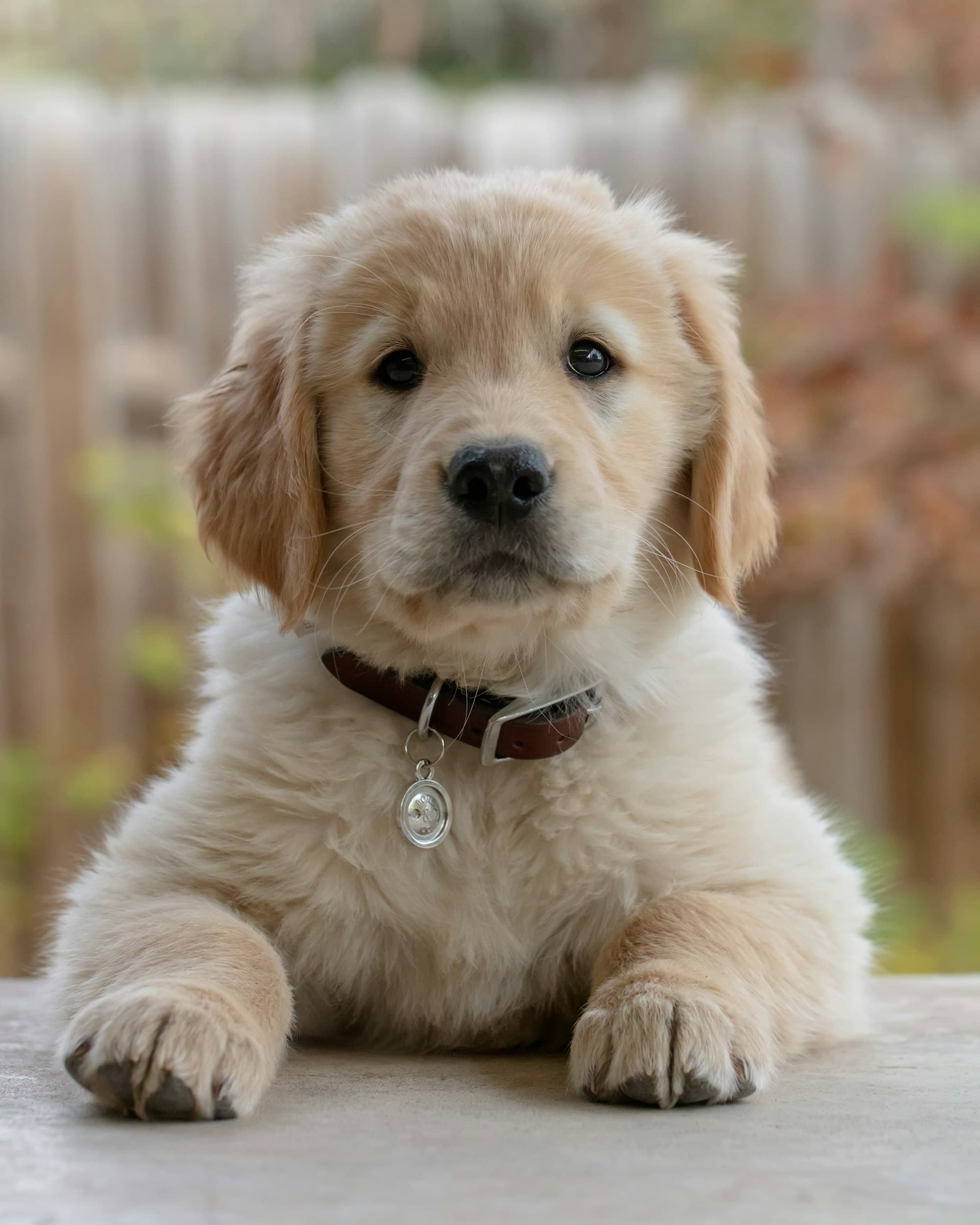 Golden Retriever portrait example