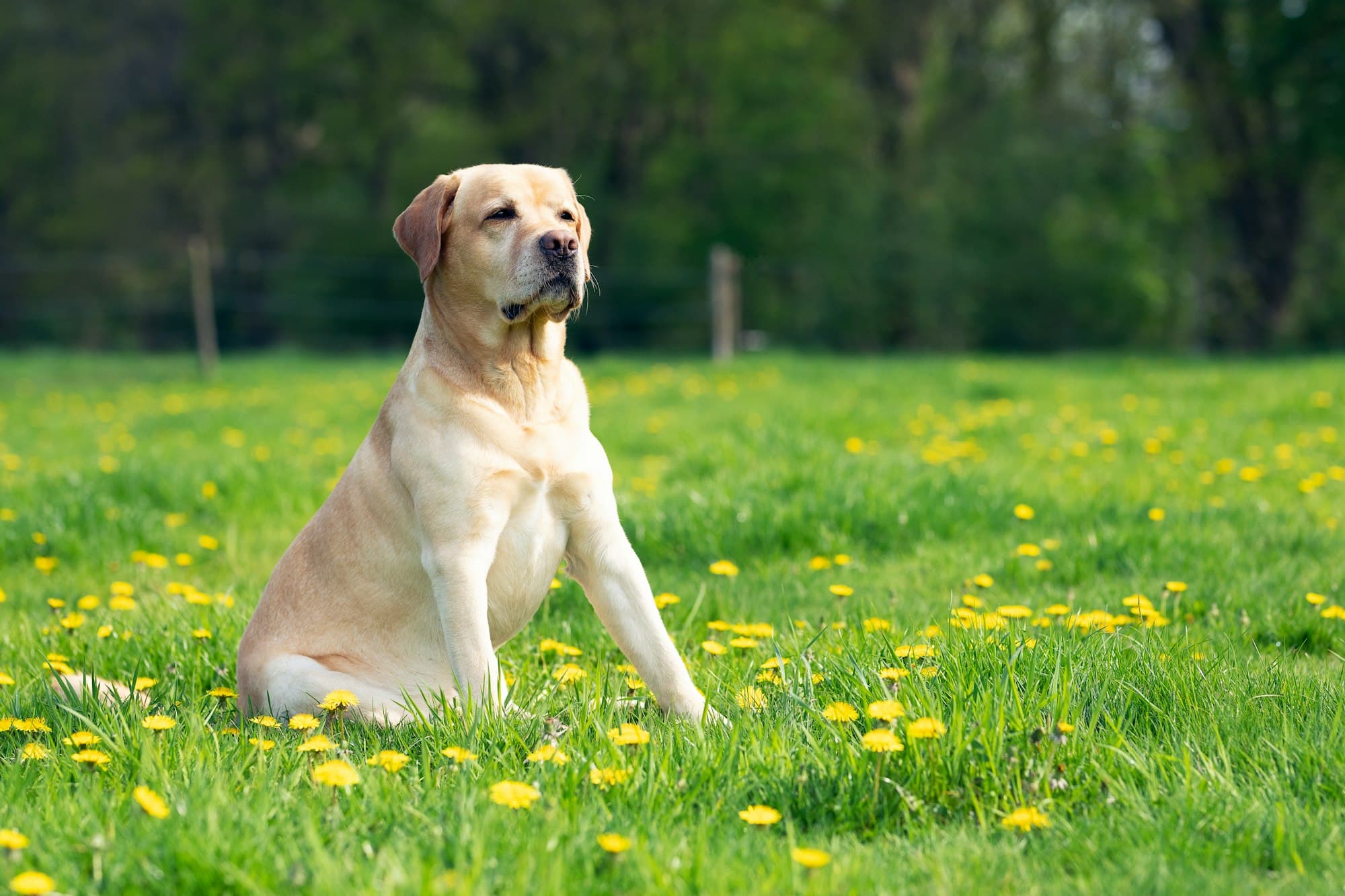 Labrador Retriever portrait example