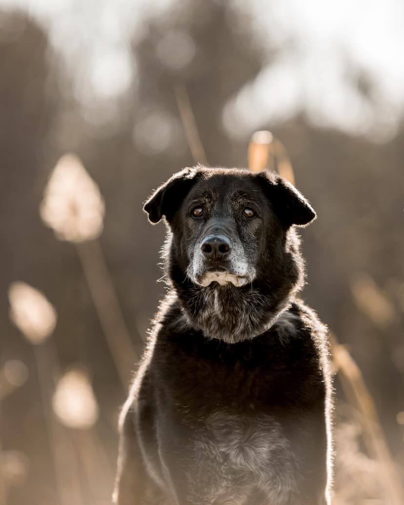 Cruz - original photo