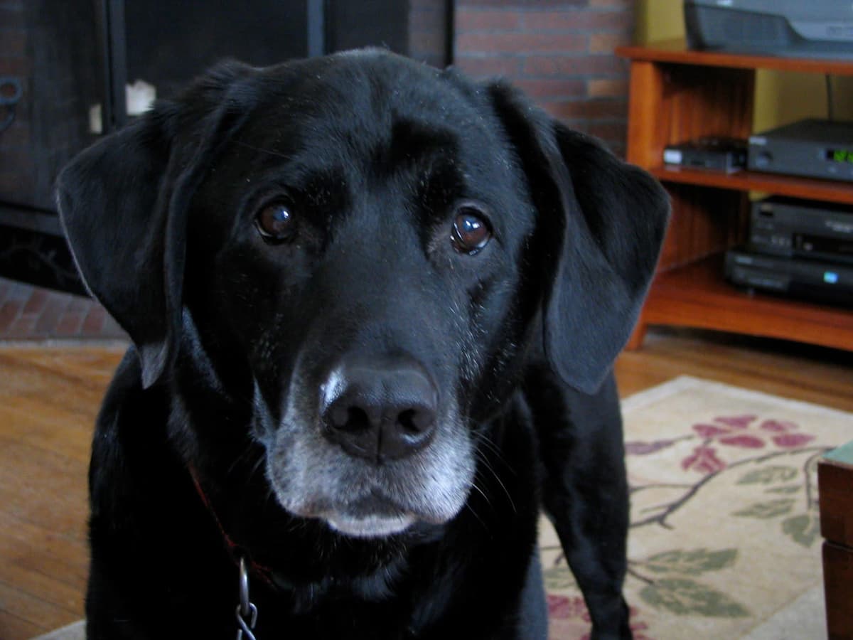 One of the original amateur photos of Karli from 15 years ago