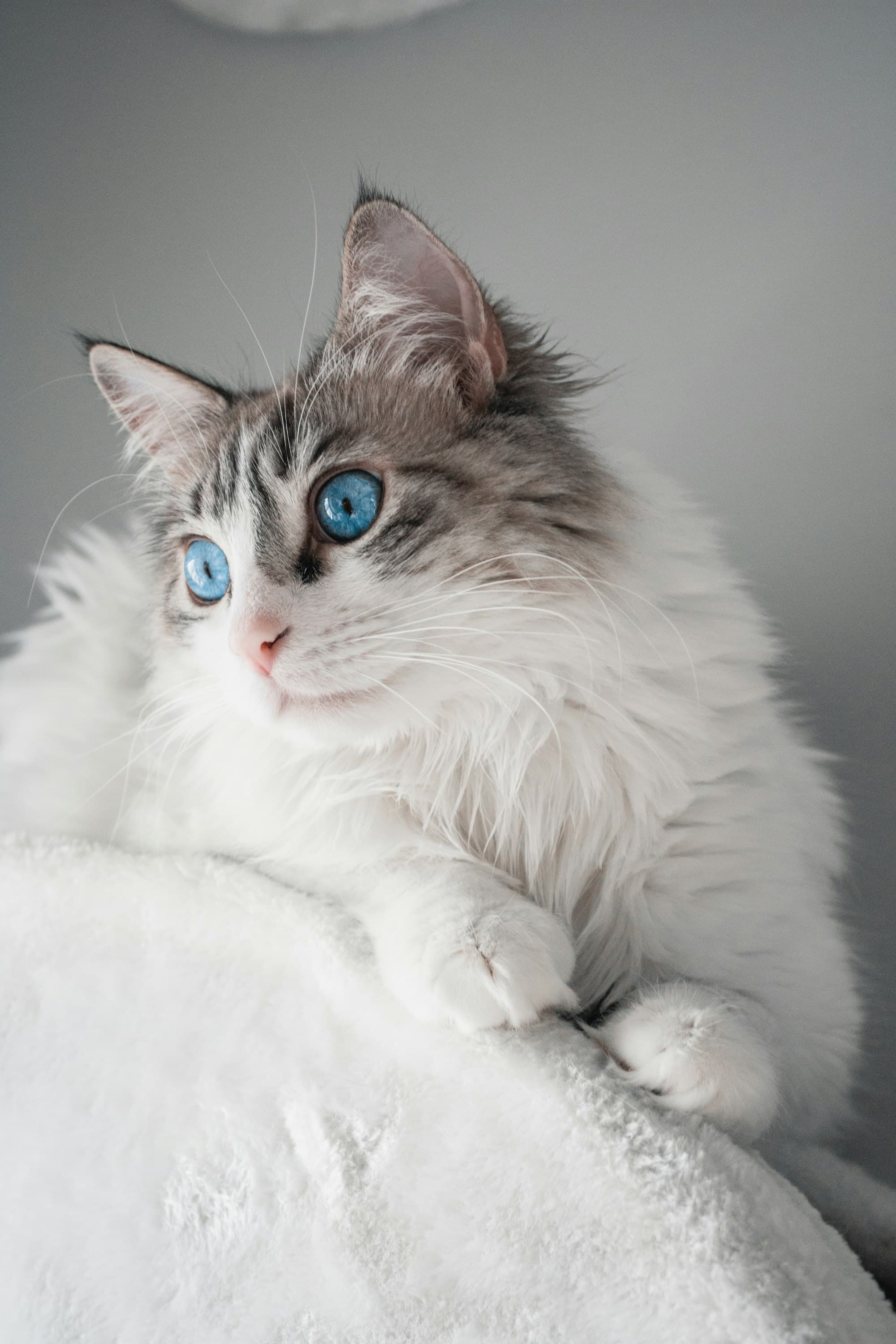Ragdoll cat AI art portrait