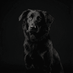 Studio Portrait style example