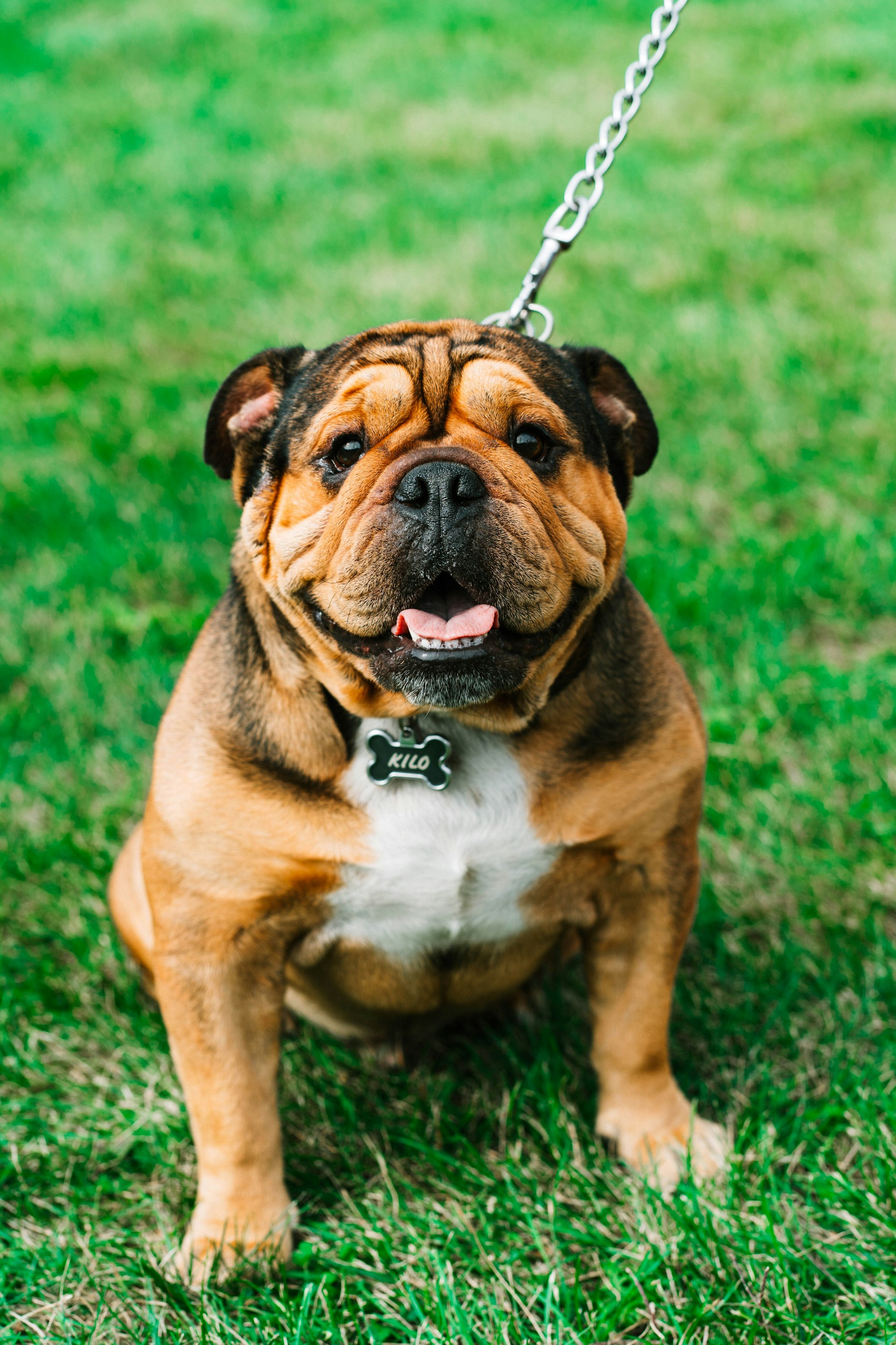 Bulldog portrait example