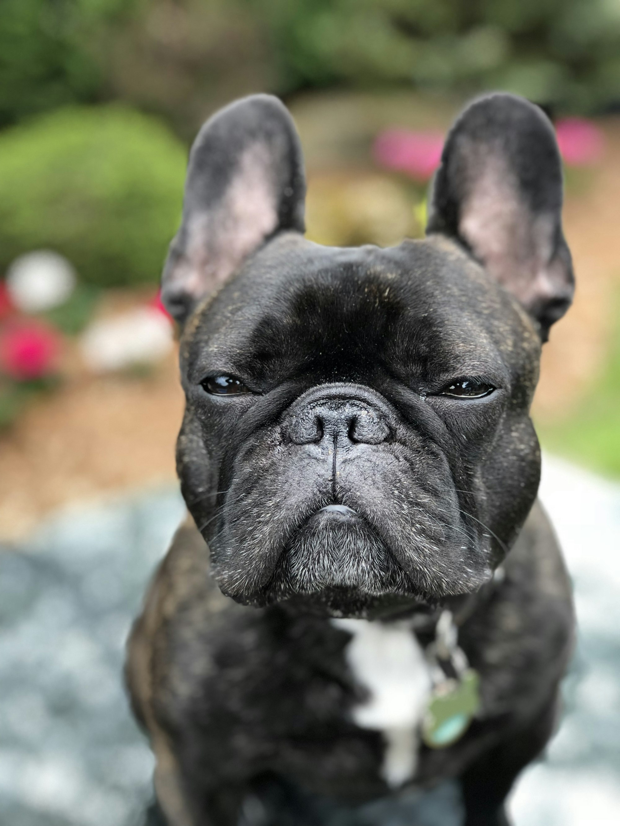 French Bulldog portrait example