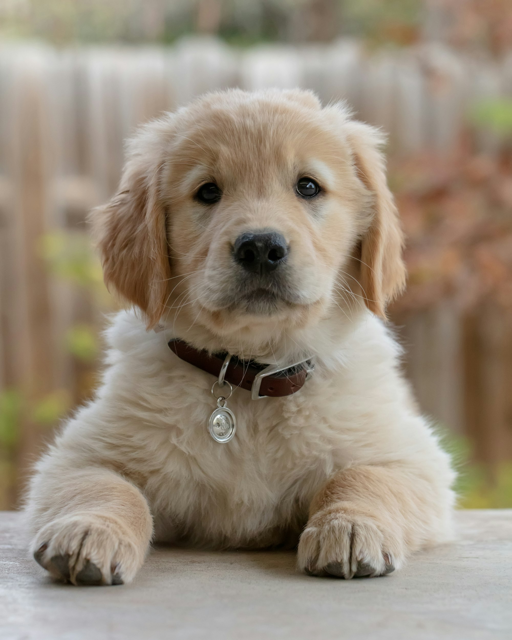 Golden Retriever portrait example