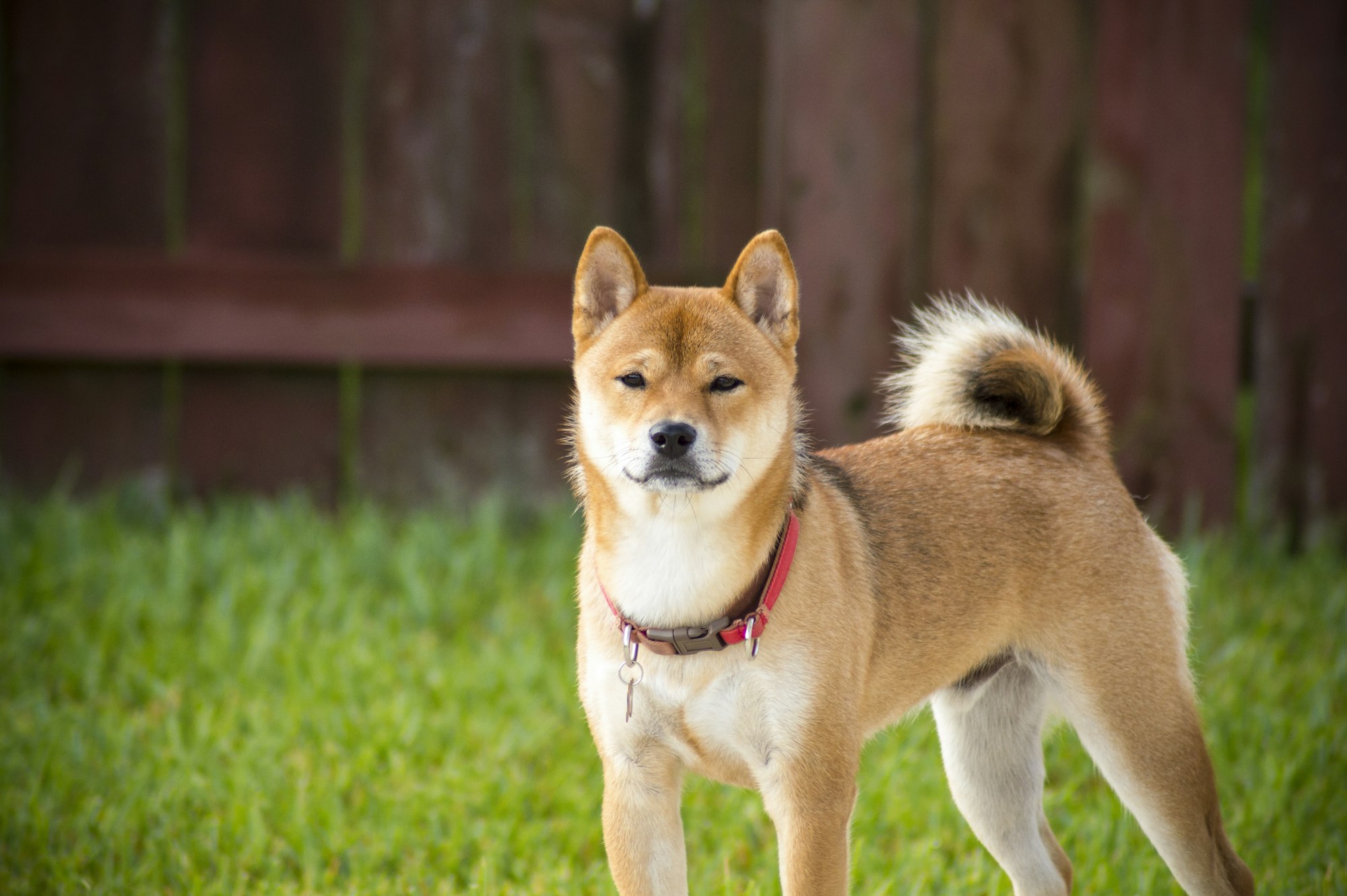 Shiba Inu portrait example