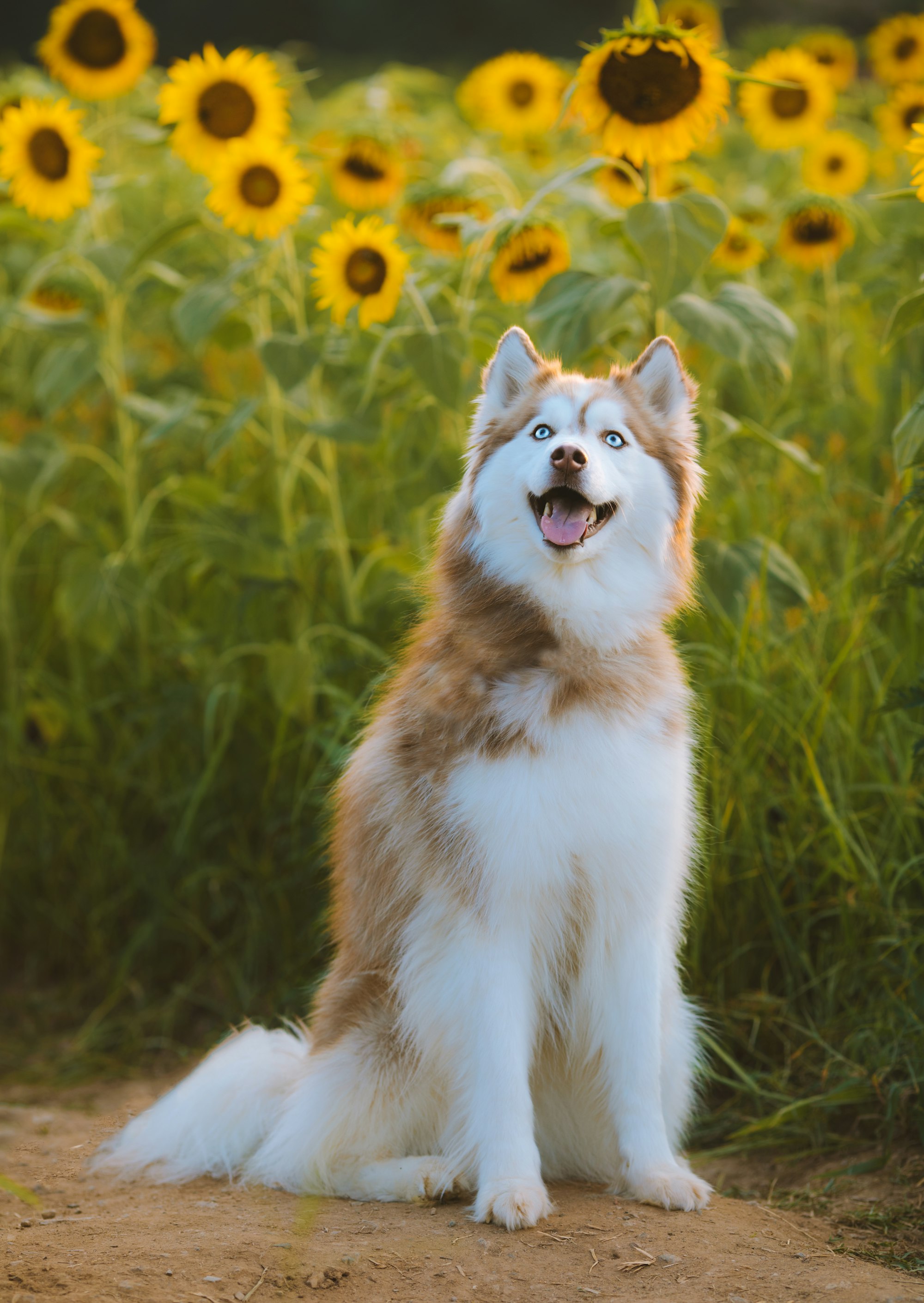 Siberian Husky portrait example